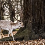 deer-_Richmond-park_clarendonlondon